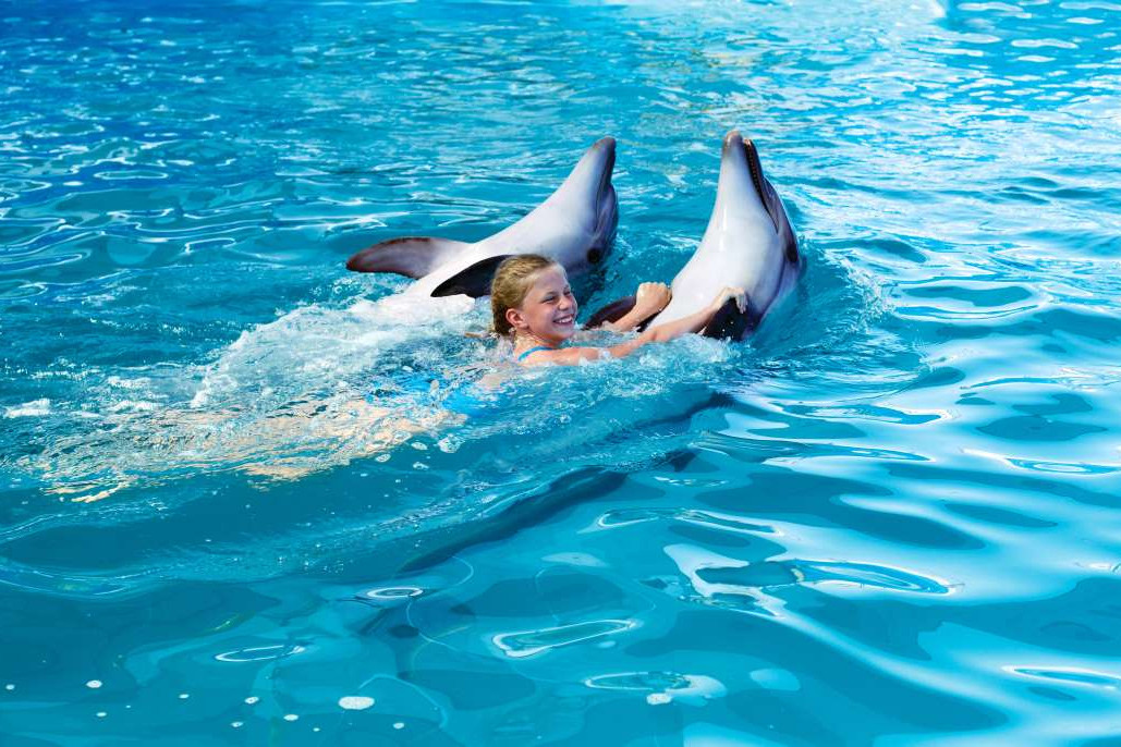 Nadar con delfines en Punta cana