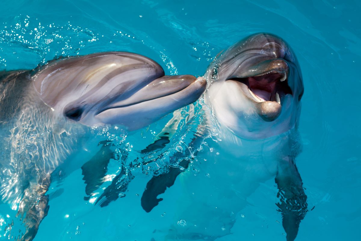 Nadar con delfines en españa